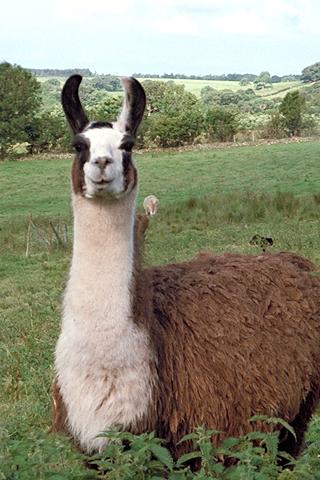 Llama
