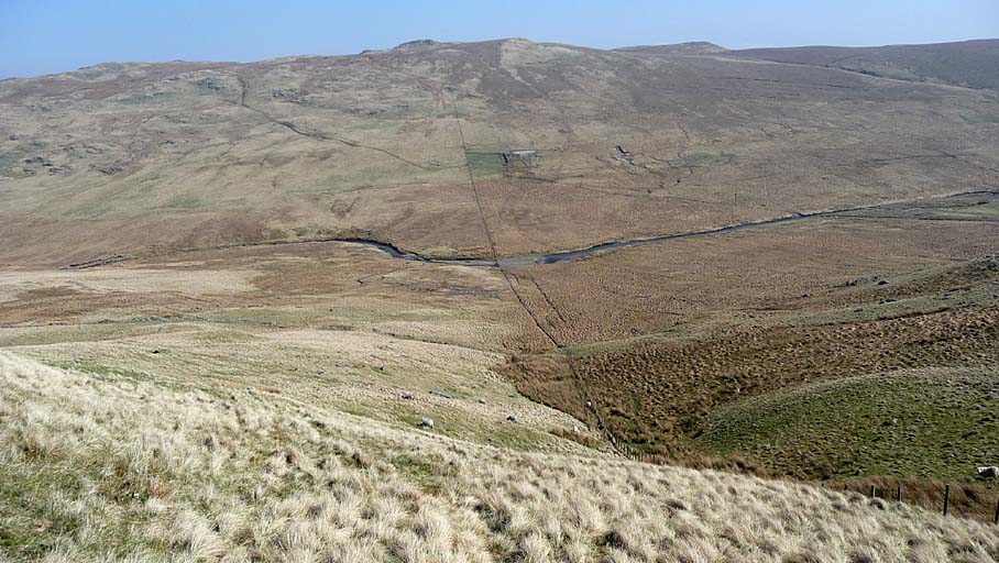 Swine Gill
