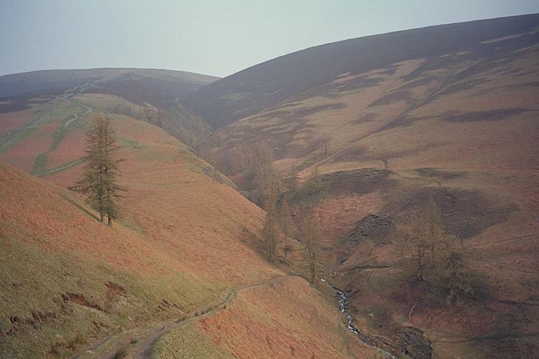 Whit Beck